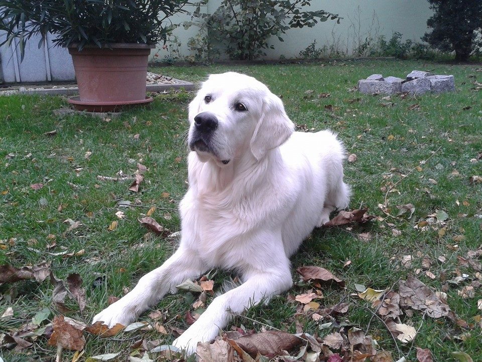 Cody 2014.jpg